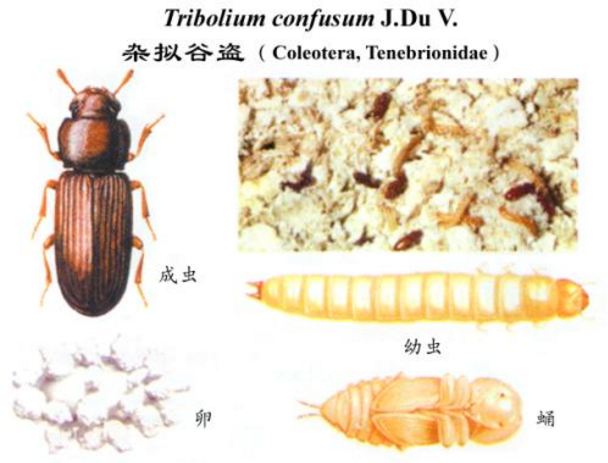 科学家|“一夫一妻”还是“一夫多妻”好?新研究:前者可能导致动物灭绝