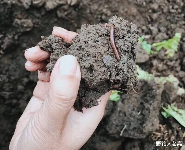 鲫鱼|钓鱼：11月份即将立冬，鱼进入蛰伏期，掌握它的习性，连竿不难！
