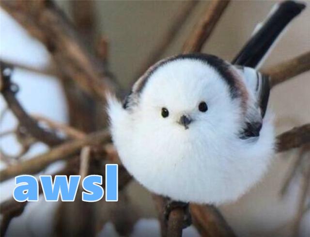 美丽|?因为太萌差点成为“国鸟”的小肥啾：美丽在可爱面前一无是处