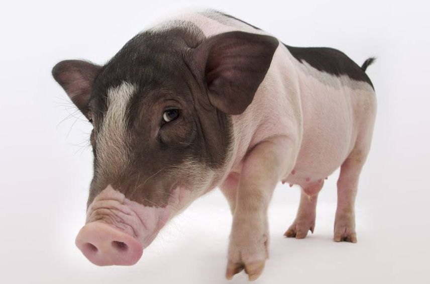 『』大金猪：今年「吉中藏喜」，並且是「兩大喜事」，不接不吉