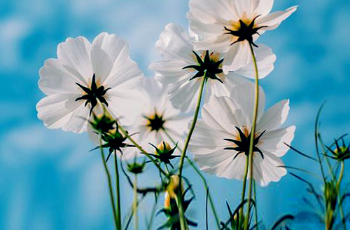 运势|7月中下旬,身体健康,运势很旺的三个星座