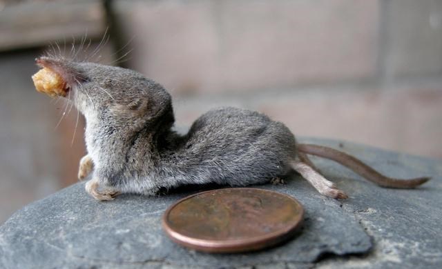 [科学家]踩都踩不死，鼩鼱的脊椎为何这么强？科学家花了一百年都搞不懂