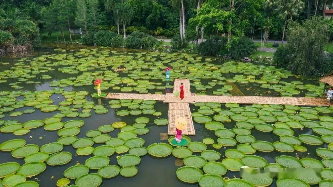 [西双版纳]一叶王莲做轻舟！云南西双版纳王莲竟可以托起傣族成年美女（图）
