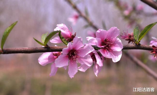 「」7月7号，喜上眉梢，生活紫气东来，赚得腰包鼓鼓的3大属相