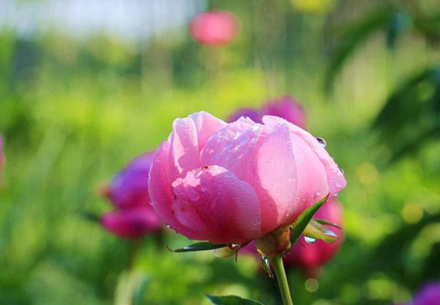 生肖：这三大生肖，未来60天，步步高升，事业有成