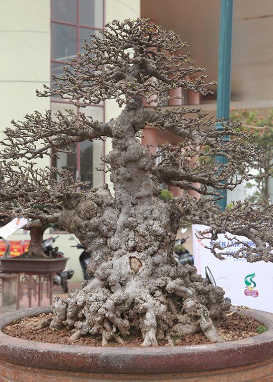 睹图|男子花30万买到一棵百年古树，还 为其定做了一个3万元的花盆