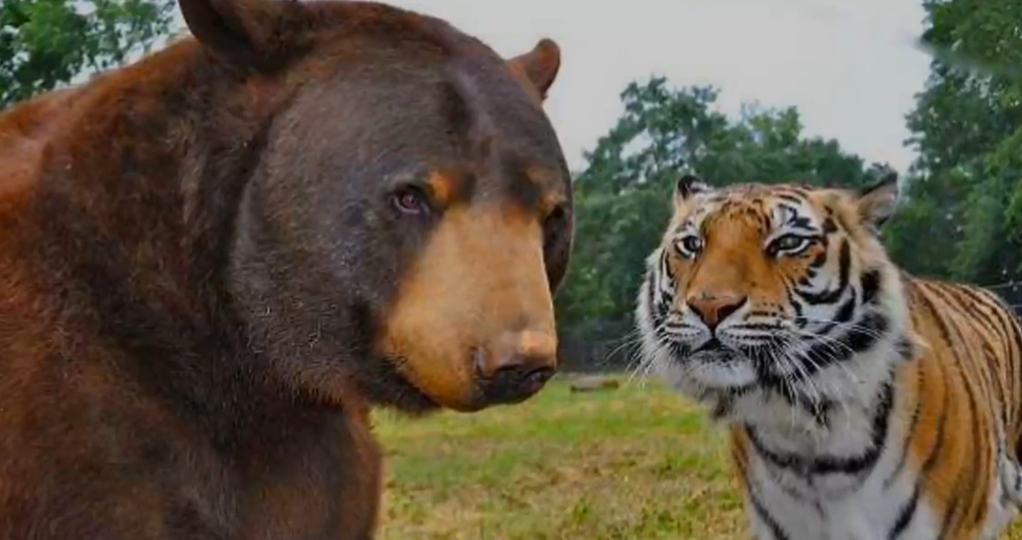 『老虎』在百兽之王的争斗中,熊是一种什么样的存在