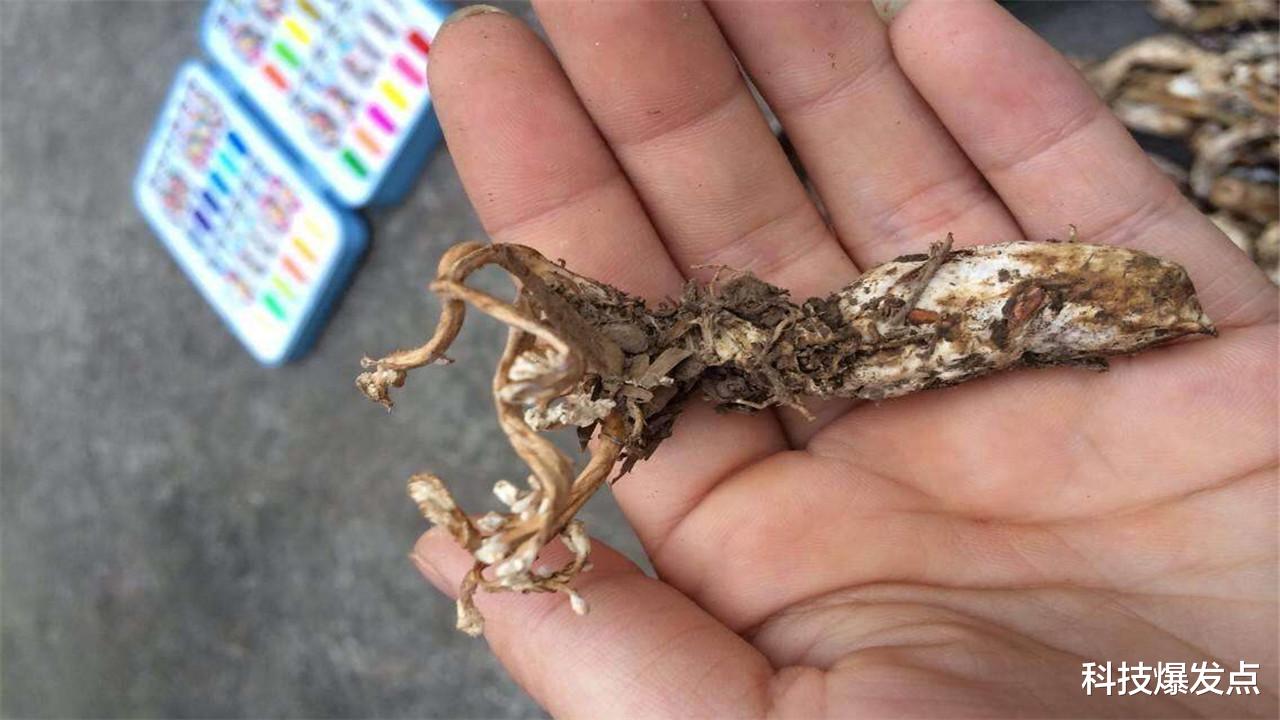 外星文明|被真菌控制的蝉，如同行尸走肉，身体残缺却不忘繁殖后代！