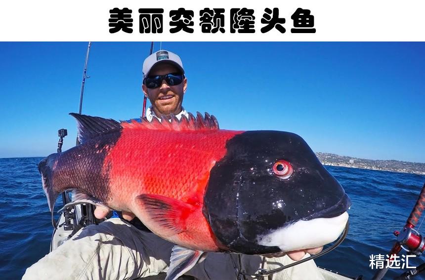 狮子鱼|在世界各地的水域中，被发现的9种非常独特的鱼