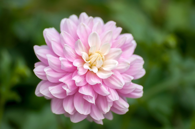 「吉星」5月吉祥如意，吉星高照，事业爱情大丰收的三生肖