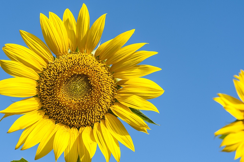 生肖|8月开始不缺贵人,运势妙不可言,日子有滋有味的4生肖