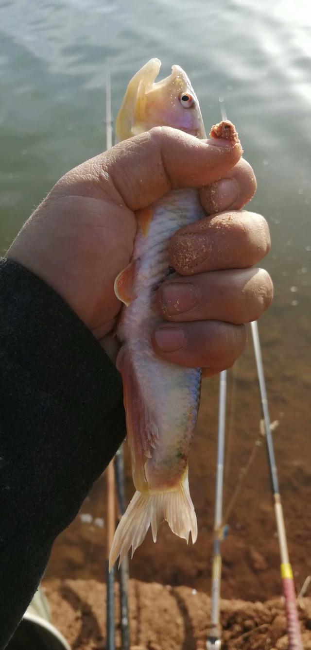 |10元浮漂与100元浮漂区别大吗，野钓时哪个表现会更出色呢