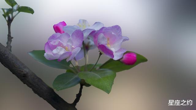 生肖：在5月份，心想事成，好运相伴，收获美好的三大星座