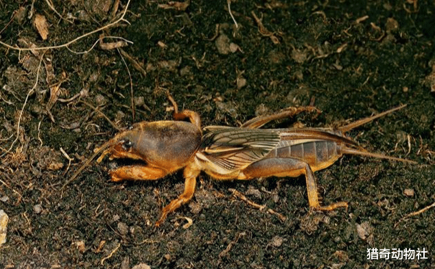 昆虫|蝼蛄到底是种什么生物？它有什么作用？