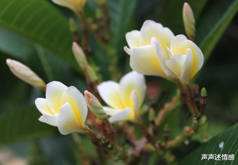 『生肖』7月中旬期间，旧爱回归，与前任再续前缘，破镜重圆的四大生肖