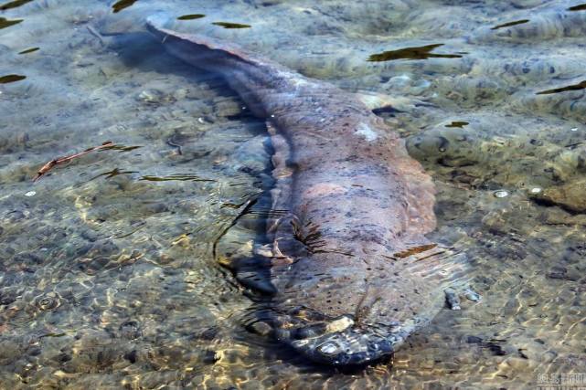 科学家|为什么史前动物长得都很巨大,而现代动物大多都缩水了?