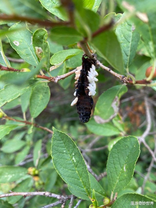 蜘蛛|残酷的大自然，看得身体发凉