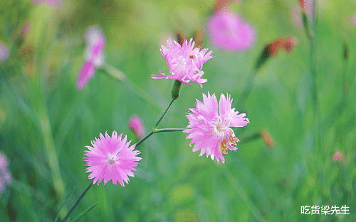 生肖：爱上你就不会抛弃你，只想与你天荒地老，忠贞不渝的四大生肖