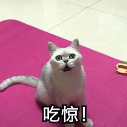 蓝思科技@蓝思科技150亿再融资争议