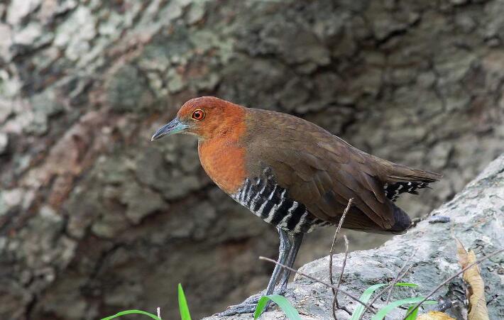 #动物学家#曾被认为已经灭绝的生物，如今正在复活，这意味着什么？