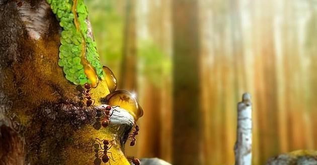 化石|世界上最尴尬的事，莫过于交配时变琥珀，4100万年后还要被围观！