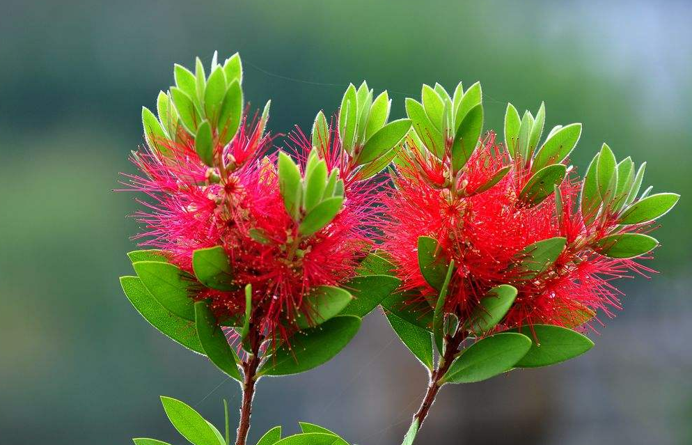 「生肖」6月下旬，吉星入命，事业一顺百顺的3生肖，大赚特赚，生意喜上眉梢