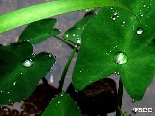 蚊子|明日白露，俗语“喝了白露水，蚊子闭上嘴”，白露水“恶过鬼”？