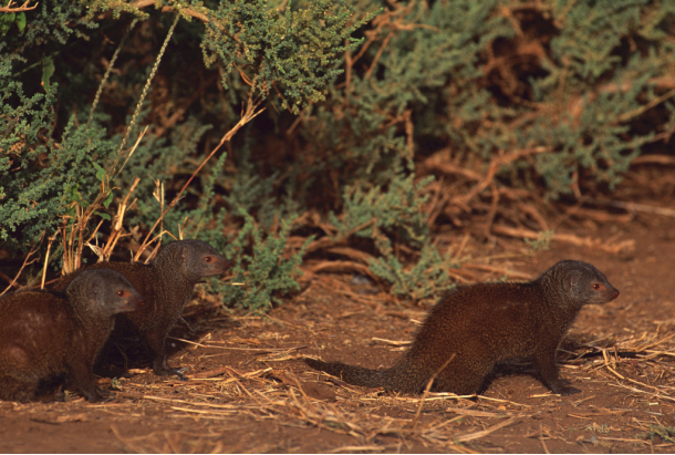 莽山烙铁头|为啥新疆30万老鼠会集体跳崖自杀?科学家警告:后果比想得还严重