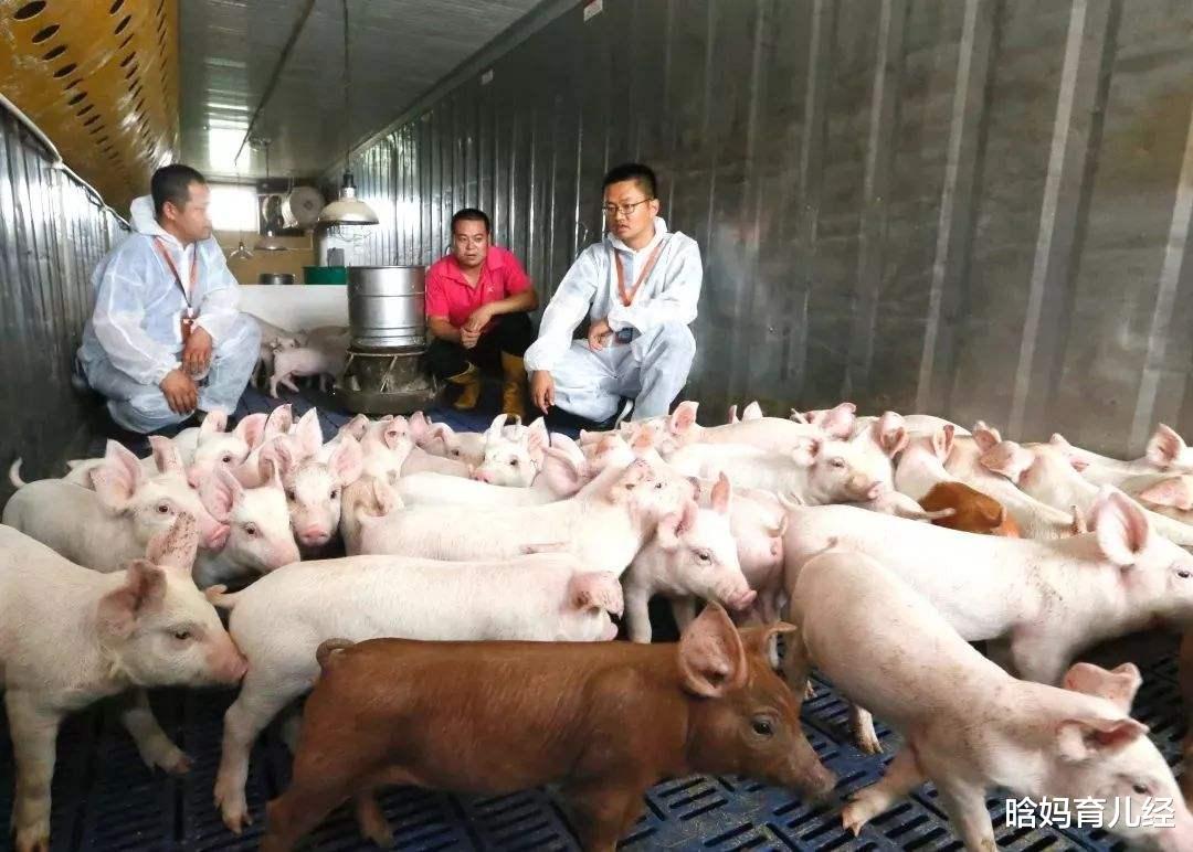 生猪价格■猪价“逆天回升”，18省猪价增长，“航天猪”要回来？结果来了！