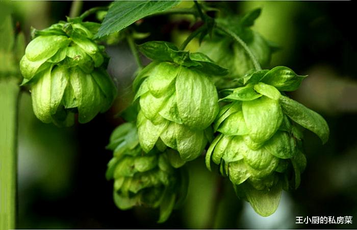 平菇■买啤酒,别看牌子和价格,只要包装上有“这行字”的,就是好啤酒