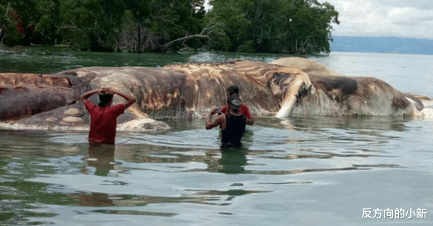 『鲸鱼』印度尼西亚海岸的未知生物，神秘海生物被冲上海岸