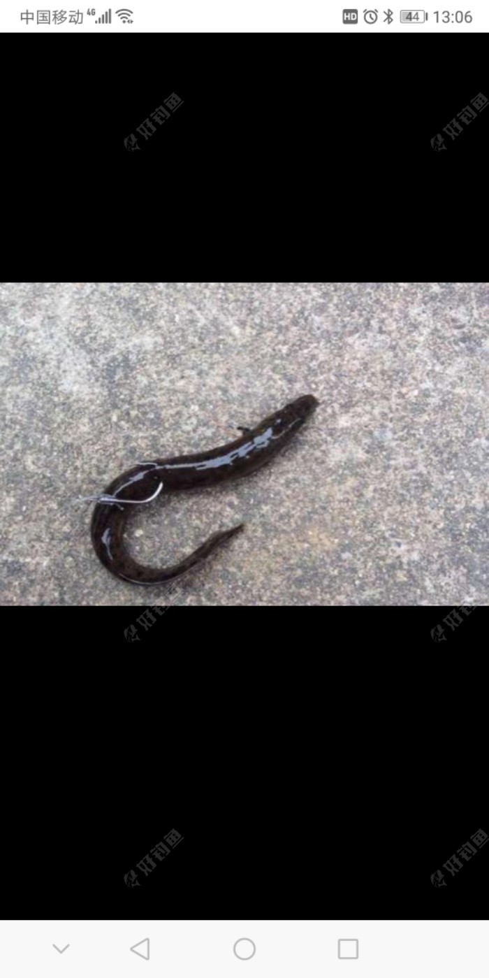 黑鱼|传统钓技巧（2）垂钓大黑