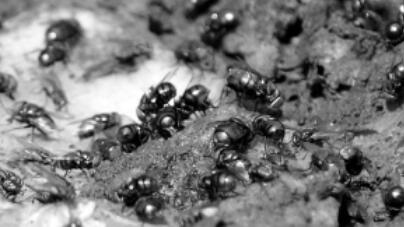 ■腐肉里的蛆虫是如何产生的？并非无中生有，它是真正的罪魁祸首