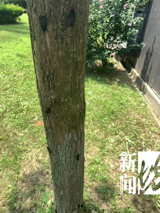 河南都市频道|什么幺蛾子？！沪一小区被神秘生物占领，现场看傻眼