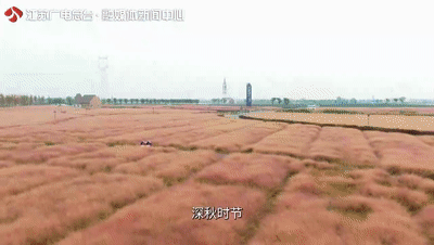 石家庄|这种食物“江苏少有，连云港仅有，灌云独有”！很多人不敢下嘴！