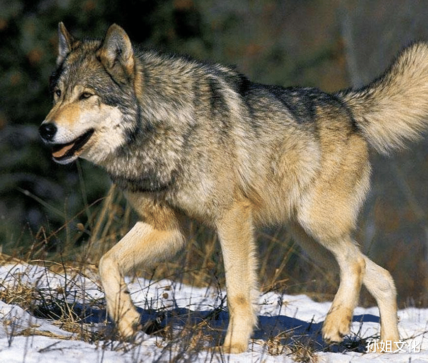 「」世界上最大的狼,也是唯一一种可以与大型猫科动物硬扛的狼
