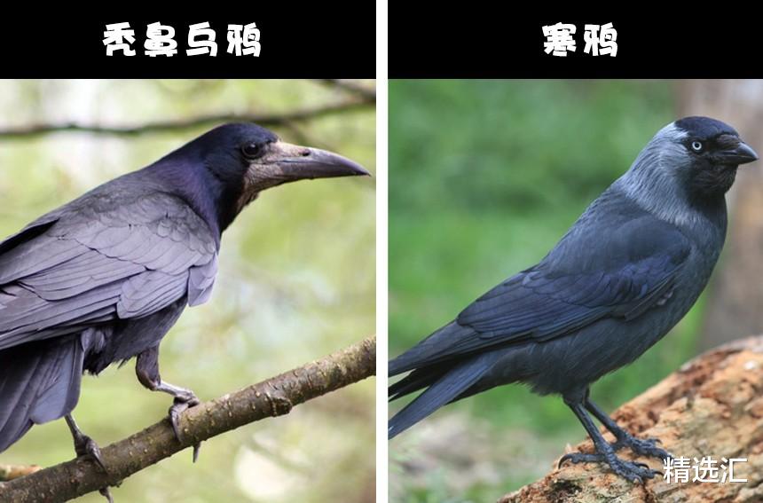 【乌鸦】自然冷知识:通常很容易被人们认错的8对动物