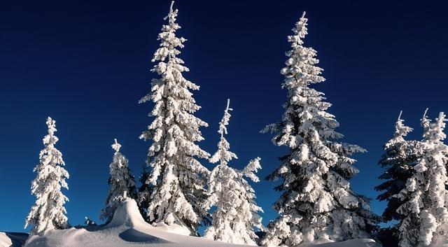 科学家|地球危险了？猫科动物集体向高处迁移，科学家警告：人类早该重视