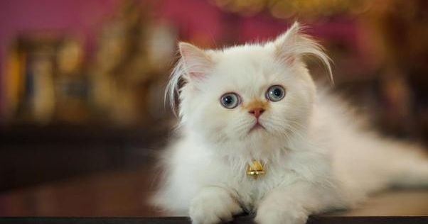 宠物猫患狂犬病，主人送其到医院治疗，却被安乐死