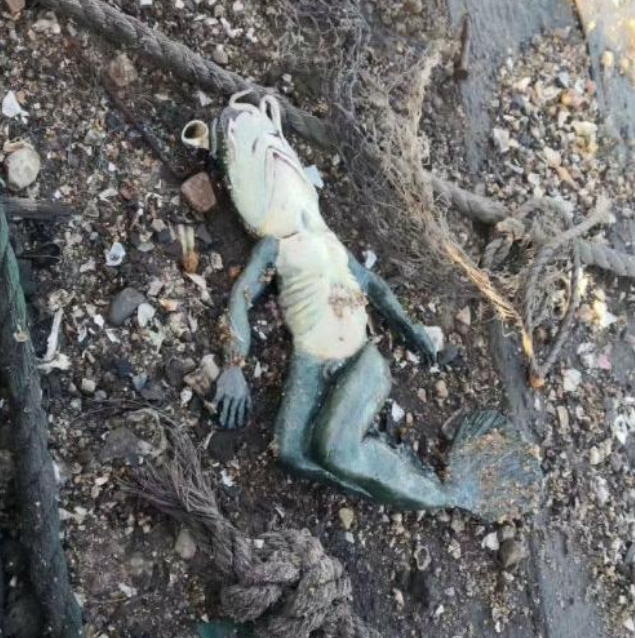 @“从水里捞起来的,请问一下这是什么啊?”哈哈哈...