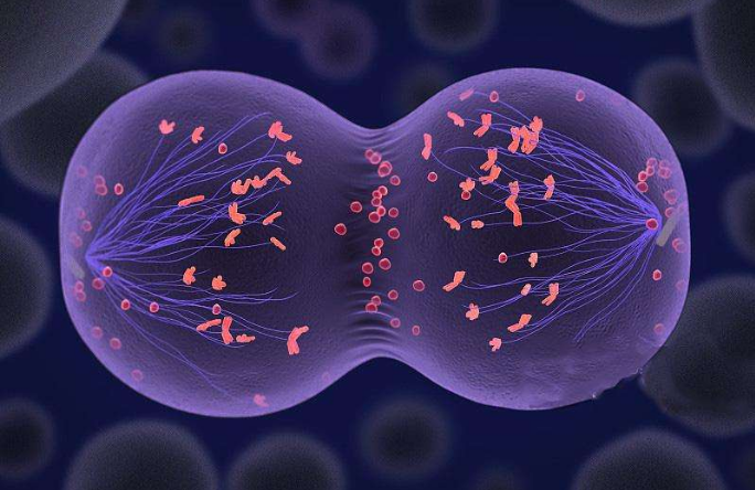 染色体：科学家发现Y染色体正在消失，意味着什么？难道未来没有男人了？