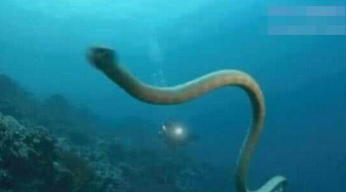 『科学家』蛇的寿命有多长?绿茸线蛇的寿命可达20万年之久,这是真的吗?