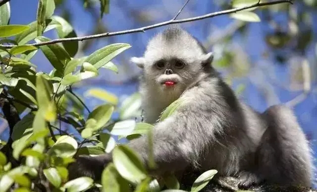 白羊座■生肖猴,最近好事连连,日日满堂红,不接不灵!