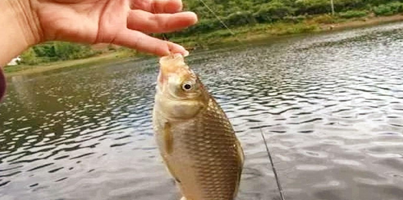 |秋冬季节野钓是单钩好还是双钩好？看看实战上鱼就明白了