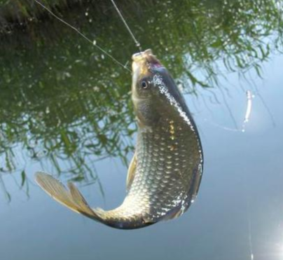 饵料|渔人必看：“酒糟饵料”有奇效？到底是如何诱鱼的？