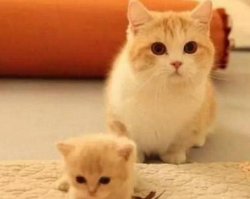 当猫妈妈生产时，我们建议您做到以下几点，一定要保持镇静，要有耐心！