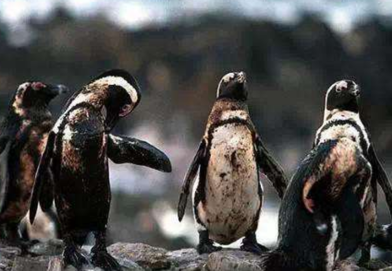 「科学家」人类最多还能在地球上居住多久?科学家预估的时间,令人难以置信