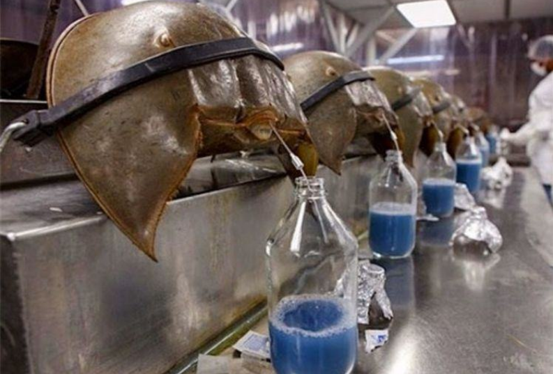 科学家:唯一拥有蓝色血液的生物,活了4亿年,救得了数万人却救不了自己