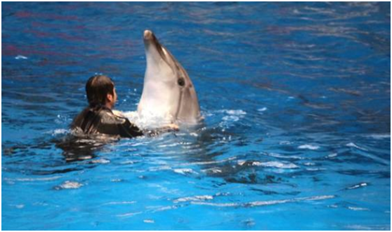 海豚：海豚为什么这么喜欢人类？原来在海豚眼中，人类长这个样子！