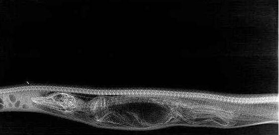 庞巴迪|被天敌吞下，却又能从体内逃出生天的动物，到底有多恐怖？